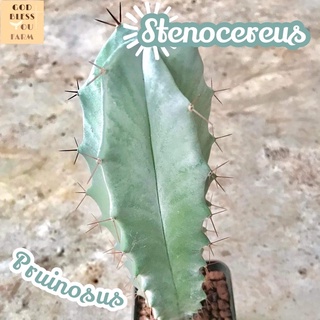 [ตอริทเทอร์โรพรูอิโนซัส] Stenocereus Pruinosus ส่งพร้อมกระถาง แคคตัส Cactus Succulent Haworthia Euphorbia ไม้หายาก