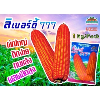 1กก. เมล็ดพันธุ์ ข้าวโพดอาหารสัตว์ ลิเบอร์ตี้ 777 ข้าวโพดไก่ เมล็ดพันธ์ข้าวโพดเลี้ยงสัตว์ลูกผสม ขนาด 3 หุน