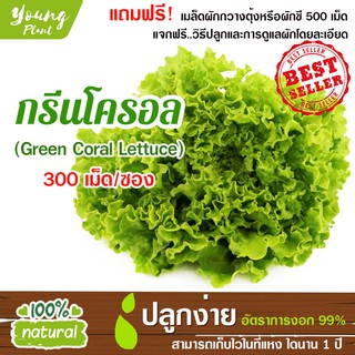 เมล็ดผักสลัด กรีนโครอล 300เมล็ด อัตราการงอก99% (แถมฟรี! เมล็ดกวางตุ้งหรือผักชี 500เม็ด)