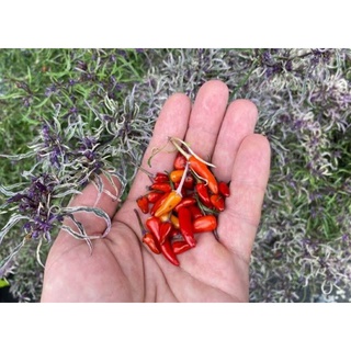 เมล็ดพันธุ์พริกใบฝอยด่างม่วง แคนเดิ้ลไลท์ มิวแตนท์ (Variegated Purple Candlelight Mutant Pepper Seed)บรรจุ 15 เมล็ด