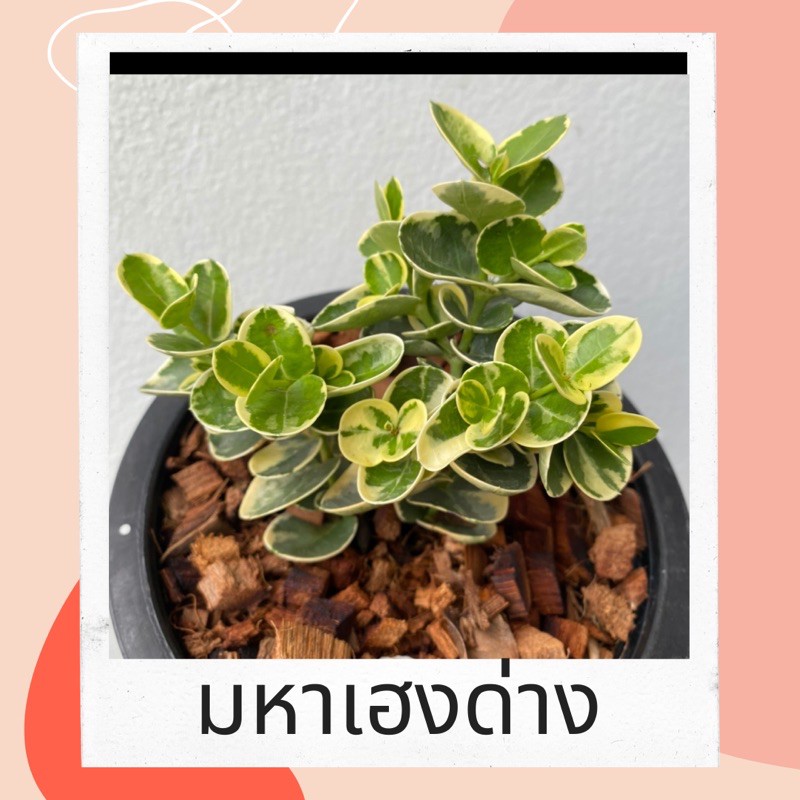 มหาเฮงด่าง หีบไม้งามด่าง ไม้มงคล ไม้ประดับ สวยงามที่ใบ จัดส่งทั้งกระถาง