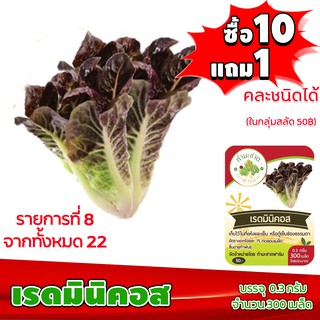 (ซื้อ10แถม1 ฟรีคู่มือ) เมล็ดพันธุ์ เรดมินิคอส RED MINICOS 0.5กรัม (ประมาณ 500เมล็ด) เบบี้คอส ทำมะชาดฟาร์ม ผักสลัด