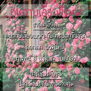 เมล็ดพันธุ์ กุหลาบเลื้อย กุหลาบ สีชมพู 20 เมล็ด Pink Rose Seed เมล็ดพันธุ์แท้ นำเข้าจากต่างประเทศ ปลูกผัก สวนครัว ถูกดี