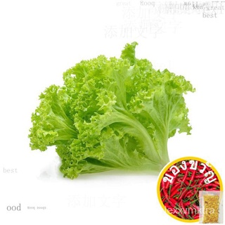 27.coral Lettuce Green Seeds SetA Free Postal Mail  200x2pcs SetB Standard Mail 200pcsedเมล็ดเชีย เมล็ดกุหลาบ เมล็ดดอกไม