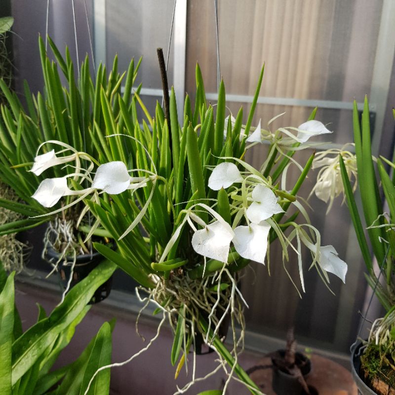 กล้วยไม้ เจ้าหญิงรัตติกาล Brassavola Nodosa กอใหญ่