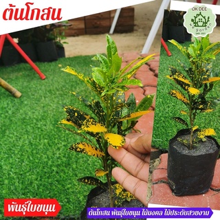 พันธุ์ใบขนุน โกสน ราชาแห่งไม้ใบ ราคาถูก ต้นสวย สีใบสดสวย