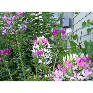 เมล็ดดอกเสี้ยนฝรั่ง CLEOME เมล็ดผักเสี้ยนฝรั่ง เมล็ดพันธุ์ผักเสี้ยนฝรั่ง เมล็ดพันธุ์พืชดอกไม้ เมล็ดดอกไม้ ตราภูเขาทอง/เม