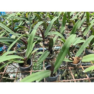 กล้วยไม้ช้างนิ้ว ต้นเล็ก Rhynchostylis gigantea หลากสายพันธุ์