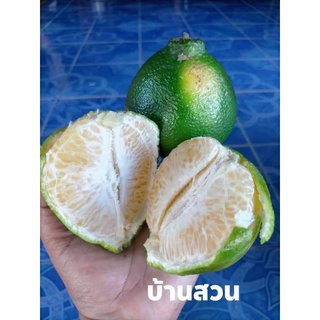 ต้นส้มจุก/ส้มแป้นจุก