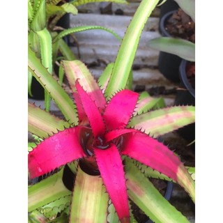 หน่อตัดสด-สับประรดสี หนามกระปุก หายากมาก #bromeliad# ต้นไม้สวยงาม# ไม้ประดับ# ตกแต่งสวน# ปลูกตกแต่งบ้าน# ไม้มงคล