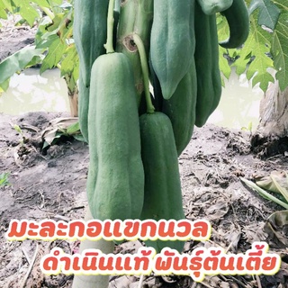 🥒มะละกอแขกนวลดำเนินแท้ พันธุ์ลูกดกต้นเตี้ย🥒