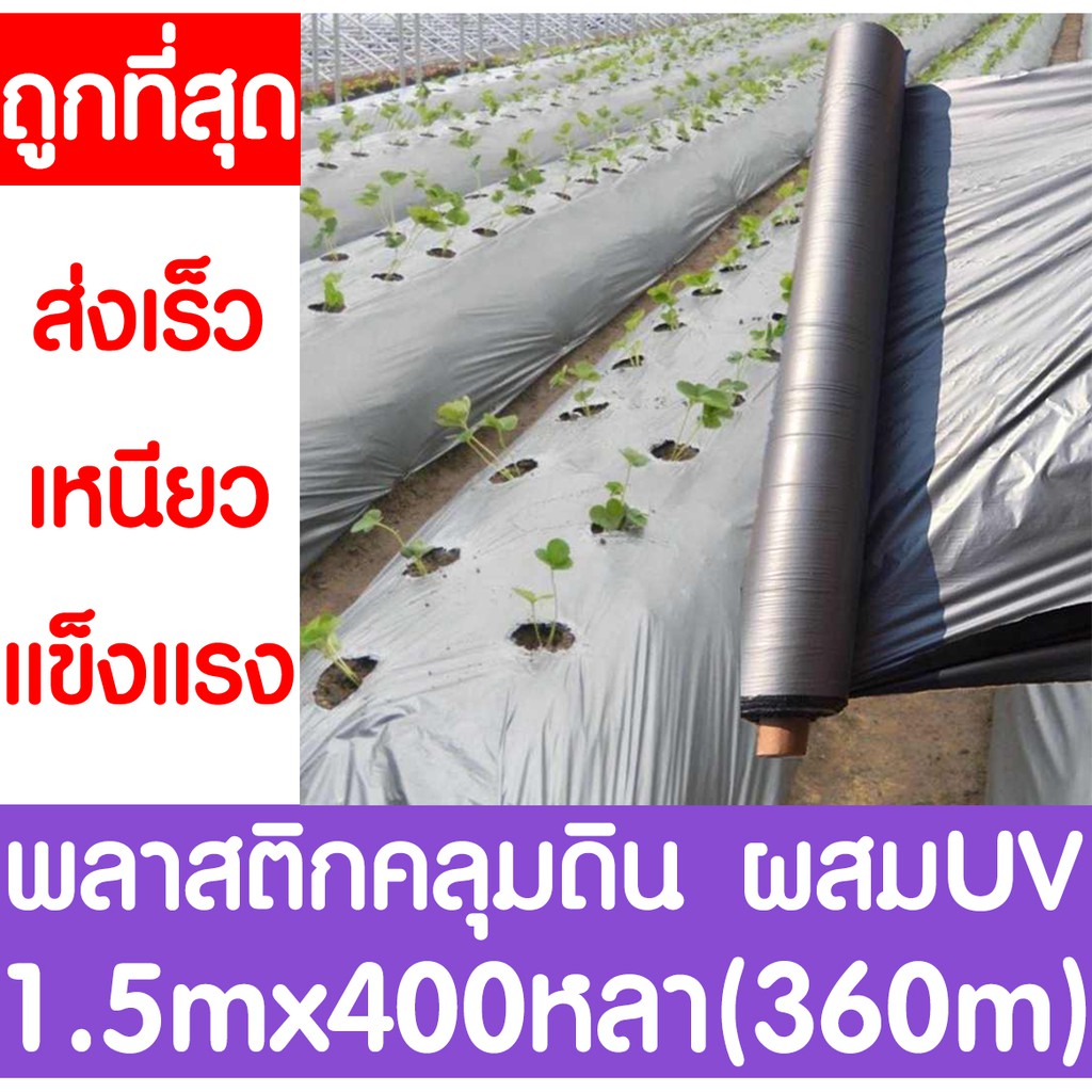 พลาสติกคลุมดิน 1.5ม.x400หลา(360ม) พลาสติกคลุมแปลง พลาสติกดำ/เงิน พลาสติกกันวัชพืช กันวัชพืช (ไม่เจาะ
