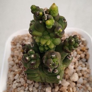 Cake Cactus Farm กระบองเพชร Gymnocalycium mihanovichii monstrose transformer ยิมโนมอน ทรานซฟอร์มเมอร์