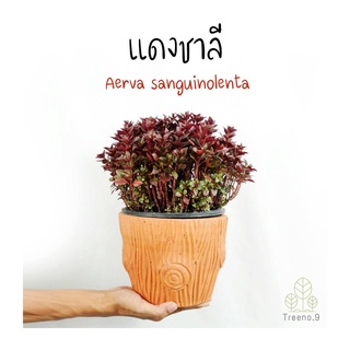 Treeno.9  T373 แดงชาลี (Aerva sanguinolenta) กระถาง 8 นิ้ว สูง 25-35 cm. ดอกไม้ประดับใบสวย สีเด่น สะดุดตา กอใหญ่ พุ่มแน่นๆ