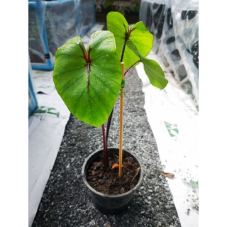 หน้ากากฟาโรห์ (Colocasia Pharaohs Mask)​ รากเดินเต็ม หน้าชัด สวย ไม่ต้องลุ้น