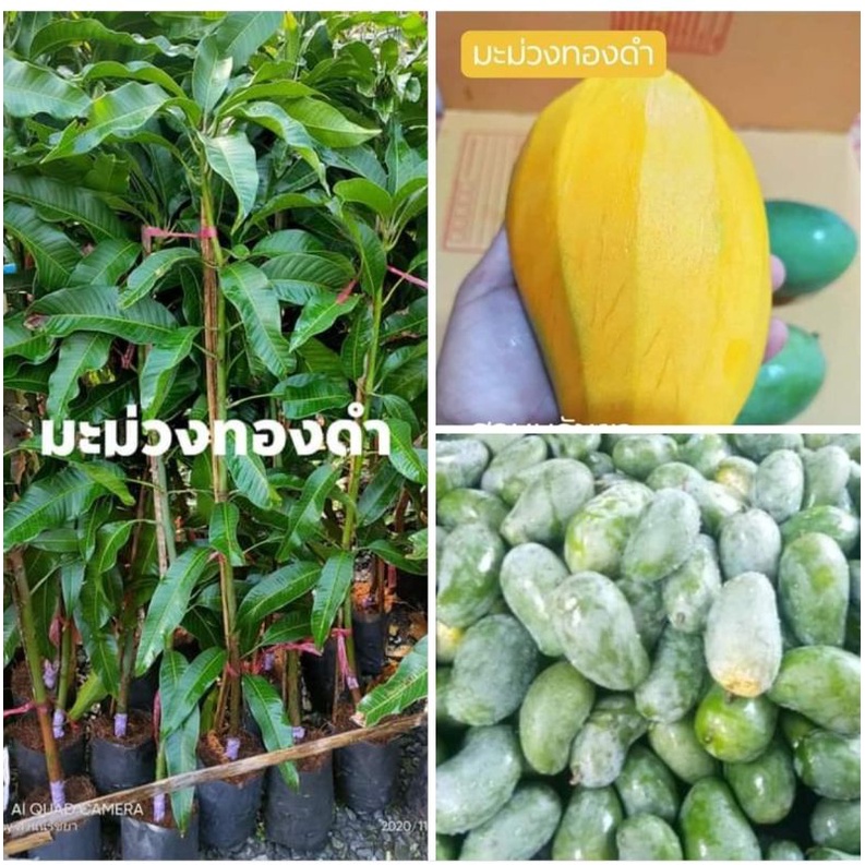 ต้นมะม่วงทองดำ พันธุ์แท้100% การันตีสายพันธุ์ กิ่งทาบ