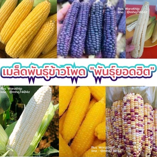 เมล็ดพันธุ์ข้าวโพด รวมพันธุ์ยอดฮิต 40-50 เมล็ดต่อซอง เมล็ดข้าวโพด เมล็ดพันธุ์ข้าวโพด ข้าวโพดข้าวเหนียว ข้าวโพดเทียน