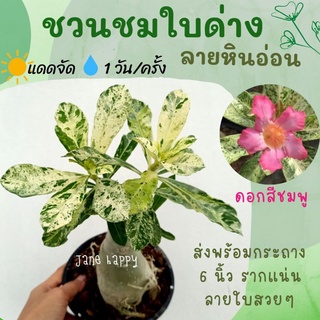 จัดโปร!! ต้นชวนชมใบด่าง ลายหินอ่อน (ดอกสีชมพูชั้นเดียว) ส่งพร้อมกระถาง 6 นิ้ว รากแน่น  ลายใบสวยๆ