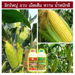 🆓ส่งฟรีไม่ใช้โค๊ด บูม99 ปุ๋ยน้ำสำหรับพืชทุกชนิด ผลผลิตเพิ่มพูล ไม่ได้ผลยินดีคืนเงิน
