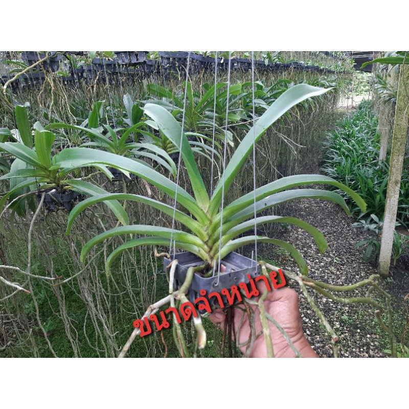 กล้วยไม้ช้างช่อชะลูด ลูกผสมช้างกับไอยเรศ ช่อแน่นยาว มีกลิ่นหอม ให้ดอกช่วงปลายหนาวต้นร้อน กุมภา-มีนา - รูปที่ 3