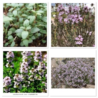 เมล็ดพันธุ์ ไทม์ฝรั่งเศส (French Thyme) บรรจุ 30 เมล็ด