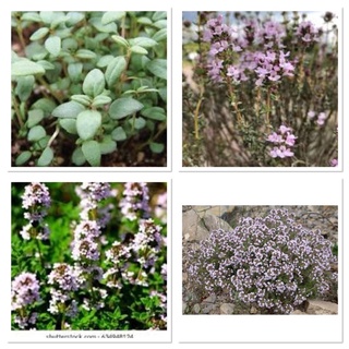 เมล็ดพันธุ์ ไทม์ฝรั่งเศส (French Thyme) บรรจุ 30 เมล็ด