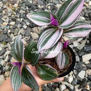 ก้ามปูหลุดด่างชมพู 🌸  Tradescantia nanoukไม้ตามหา  สีด่างชมพูน่ารักมาก  กระถาง 3 นิ้ว