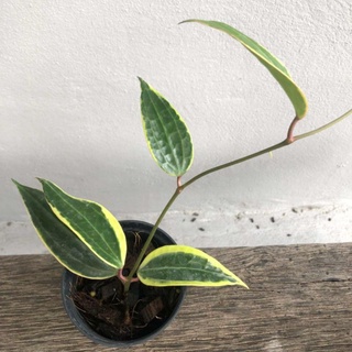 Hoya Macrophylla Variegata🌸