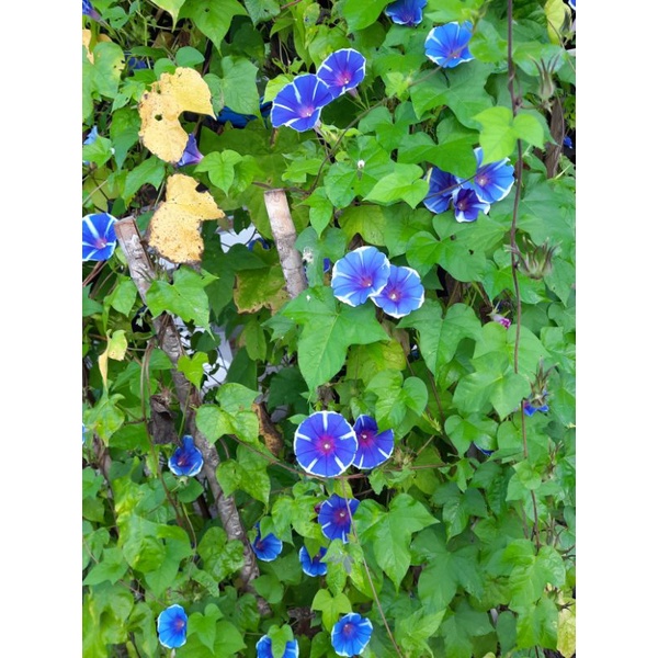 เมล็ดดอกไม้ เมล็ดมอร์นิ่งกลอรี่ สีม่วงคราม 50 เมล็ด - รูปที่ 6