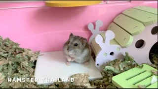 Hamsterthailand กระเบื้องโมเสก คลายร้อน แผ่นเย็น เนื้อเย็น สำหรับสัตว์เลี้ยง