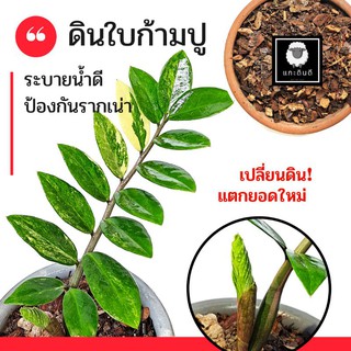 ดินใบก้ามปูหมัก 10 กก สูตรไม้ใบเขียว-ใบด่าง ดินอร่อยปรุงสำเร็จ พร้อมปลูก ดินสูตรอินทรีย์ 100% ไม่ต้องใส่ปุ๋ยเพิ่ม 10X