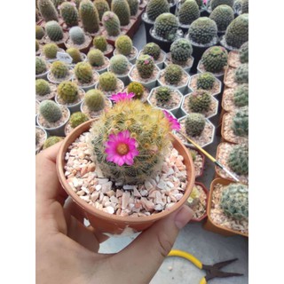 เมล็ดแคคตัสขนนกเหลือง MAMMILLARIA SCHIEDEANA (ผสมดอกหลายสี)