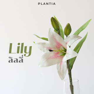 [พร้อมส่ง🚚] ลิลลี่ประดิษฐ์ - Artificial Lily (ดอกลิลลี่ปลอม ดอกไม้ประดิษฐ์ ดอกไม้ปลอม ช่อดอกไม้ประดิษฐ์ ช่อดอกไม้ปลอม)