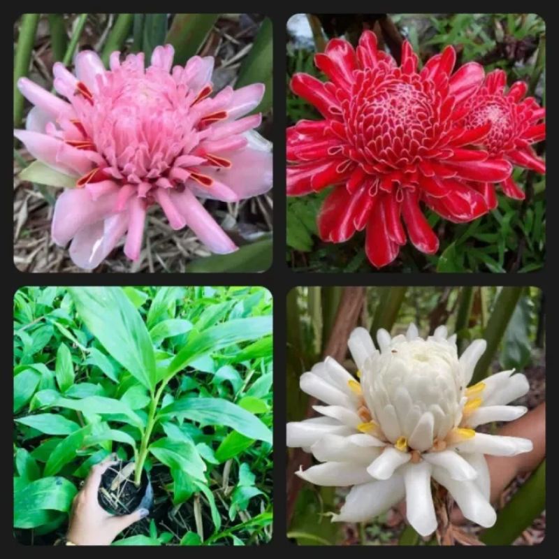 ดอกดาหลา1ชุดได้3สี3หน่อขนาดเล็กขุดสดส่งคละสีลุ้นแดง ชมพูขาว