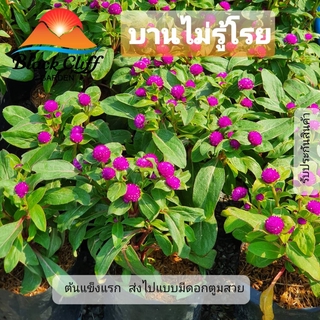 ต้นบานไม้รู้โรย บานไม่รู้เลย Early blooming wood know sprinkle สวนเขาหมาก ไม้ดอก ไม้สวย ไม้ประดับ ดอกไม้ home garden ...