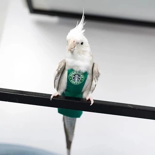ชุดนกแก้ว Starbucks / Parrotbucks ผ้าอ้อม สําหรับนกแก้ว