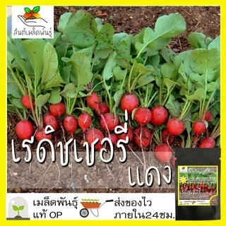 เมล็ดพันธุ์ เรดิชเชอรี่สีแดง 200 เมล็ด CherryBelleRadish Seed เมล็ดพันธุ์แท้ นำเข้าจากต่างประเทศ ปลูกผักสวนครัว ประหยัด