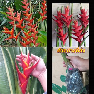 (1หน่อ) หน่อ เหง้า ต้น เฮลิโคเนีย คาวายูชิ Heliconia Kawauchi Tinutda