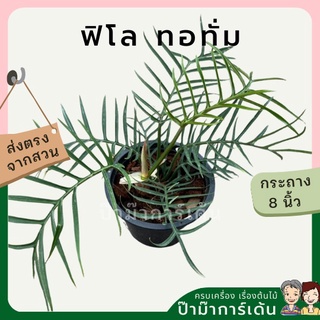 ฟิโลทอทั่ม Philodendron Tortum กระถาง 8 นิ้ว