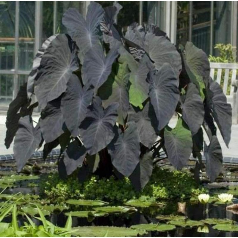 💥Colocasia black magic 🪴จัดส่งทั้งกระถาง