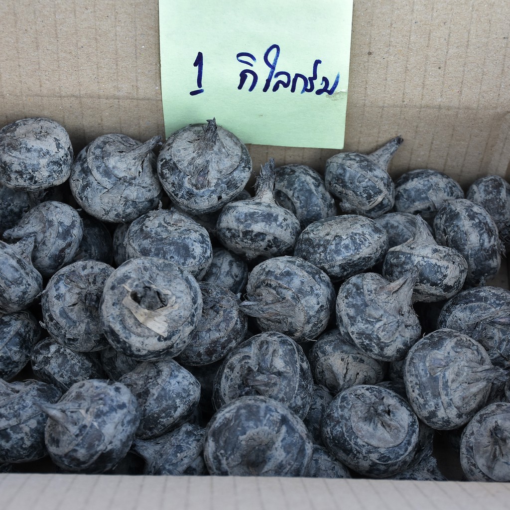 แห้ว​สดยังไม่ปอกเปลือก​ น้ำหนัก 1 กก.​ (แห้วสด ต้องมีแห้วหัวที่เสียปนนะคะ ขอคนรับได้)สดๆ จากนาแห้ว​ รับประกันความอร่อย​