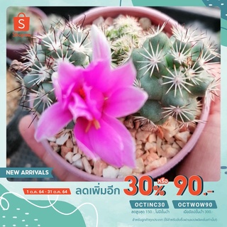 ชูแมนติดดอกแล้ว แคคตัส Mammillaria schumannii เลี้ยงง่่าย โตไว ให้ดอกไวใหญ่ ทันใจ ส่งต้นพร้อมกระถาง