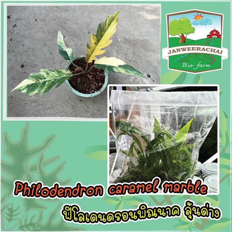 💥💥1แถม1💥💥💚💚Philodendron caramel marble💚💚พิณนาคเนื้อเยื่อจากแม่ด่าง(ลุ้นด่าง💚)ชุด5 ต้น