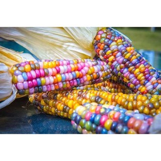 เมล็ดพันธุ์ ข้าวโพดพลอย ข้าวโพดอัญมณี (Glass Gem Corn Seed) บรรจุ 5 เมล็ด คุณภาพดี ราคาถูก ของแท้ 100%