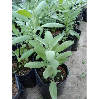 ต้นพันธ์ุเสจ (Sage) สมุนไพรฝรั่ง(ส่งพร้อมกระถาง5นิ้ว)