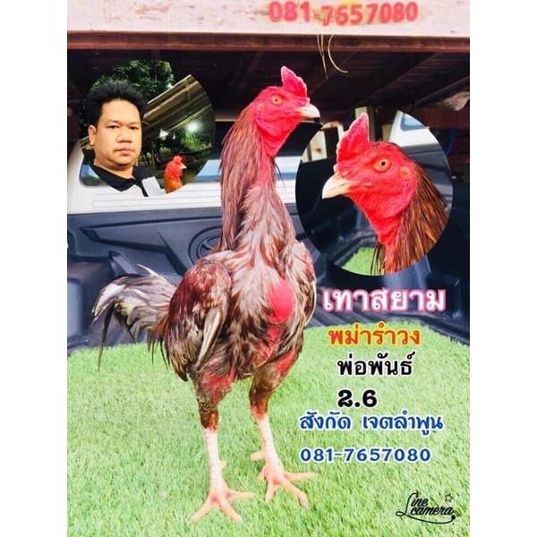 ขายไข่เชื้อพม่ารำวงแข้งหน้าสไฃำหรับตีไทยอาชีพพ่อพันธุ์เจ้าดทาสยามพม่าไอคิว