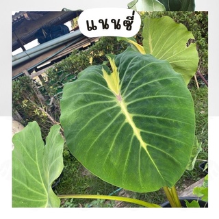 บอนแนนซี่ Colocasia nancy srevenge 🌱