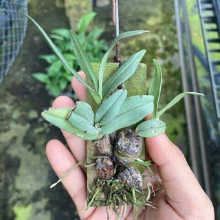 ชุดใหม่ กล้วยไม้ติดไม้ เอื้องแซะใบหม่น เอื้องแซะภู เอื้องแซะดอยปุย Dendrobium bellatulum กล้วยไม้จิ๋ว กล้วยไม้ดอกหอม