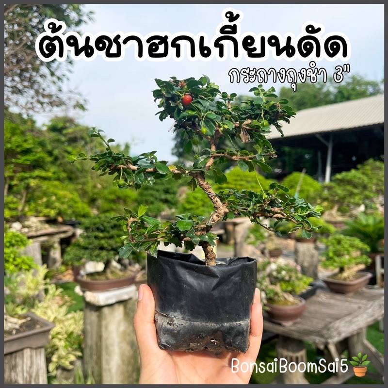 ต้นชาฮกเกี้ยนดัด ต้นบอนไซ ชาดัด ชาฮกเกี้ยน กระถางถุงชำ3"