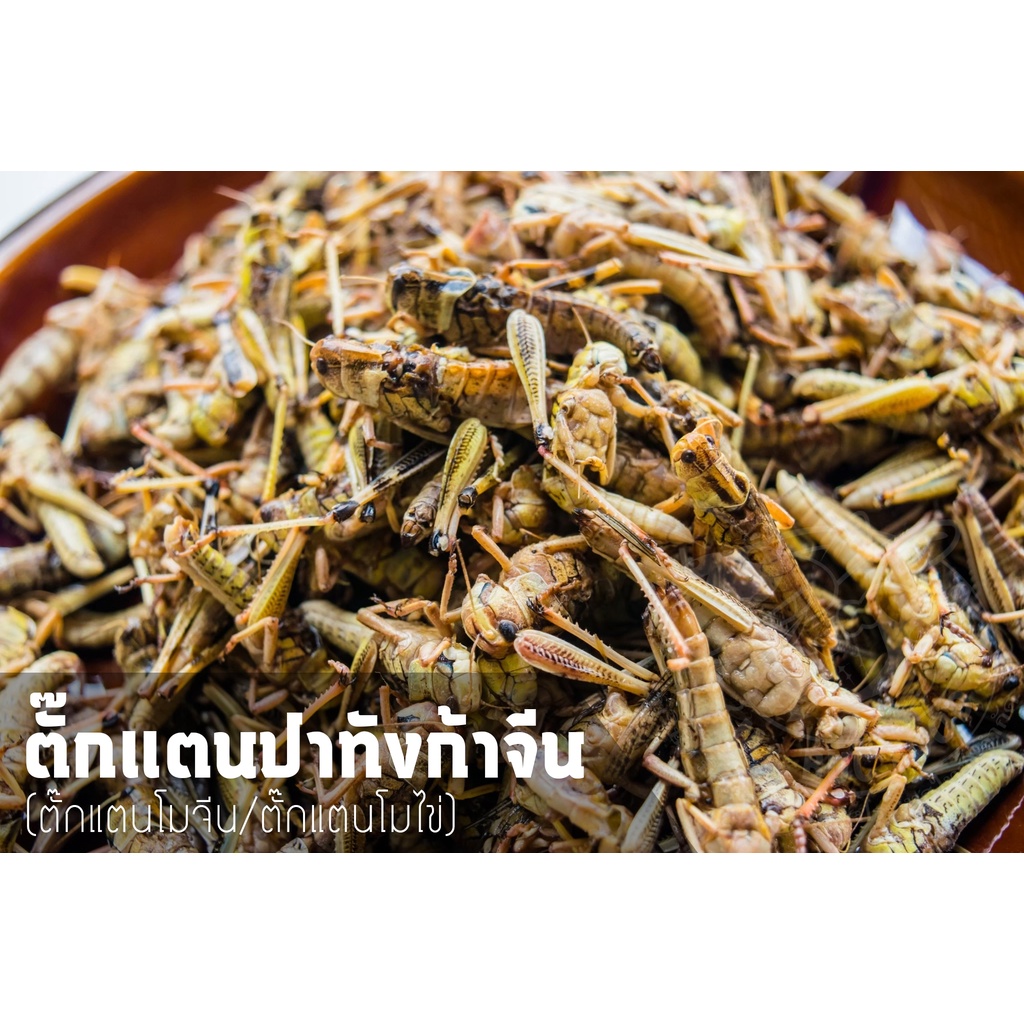 ตั๊กแตนปาทังก้าไข่(โมไข่) แพ็คละ 1 kg.